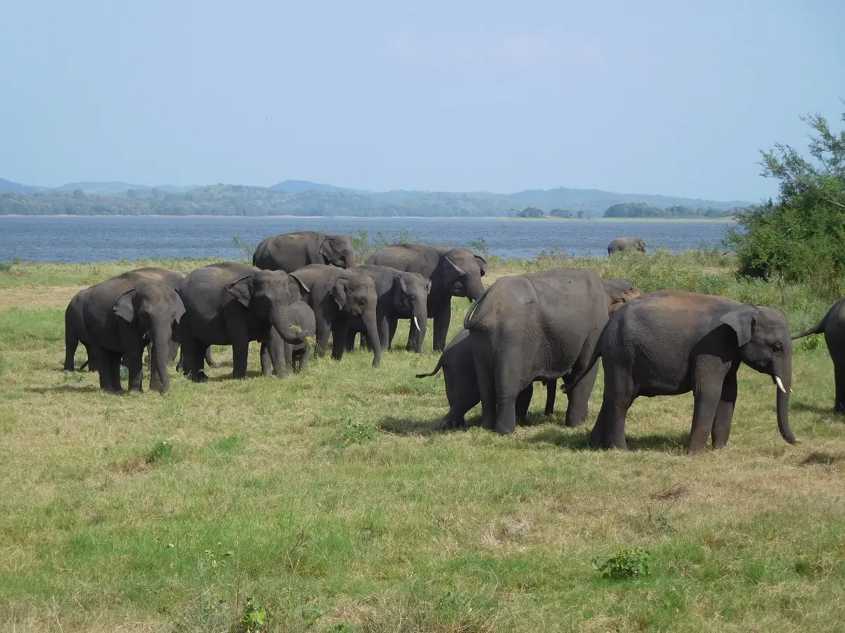 Elephants gathering at Minneriya